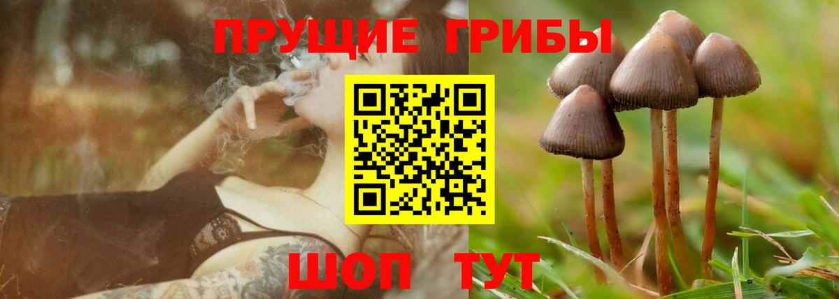Зерноград  Псилоцибиновые грибы мухоморы  Вход с VPN  Галлюциногенные грибы GOLDEN TEACHER 